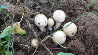 Photo of Grow Your Garden with Mushroom Compost