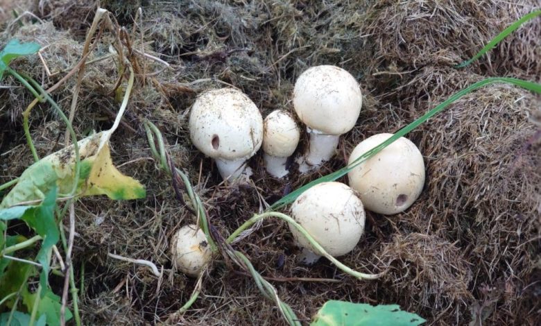 Mushroom Compost