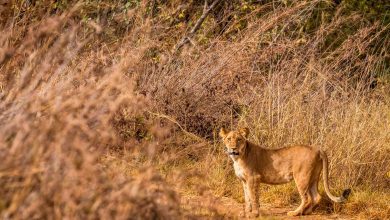 Photo of Benin’s Natural Wonders: Exploring Pendjari National Park