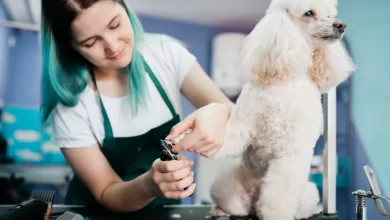 Photo of Dog Grooming 101: A Beginner’s Guide