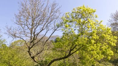 Photo of The Importance of Understanding and Addressing Ash Dieback