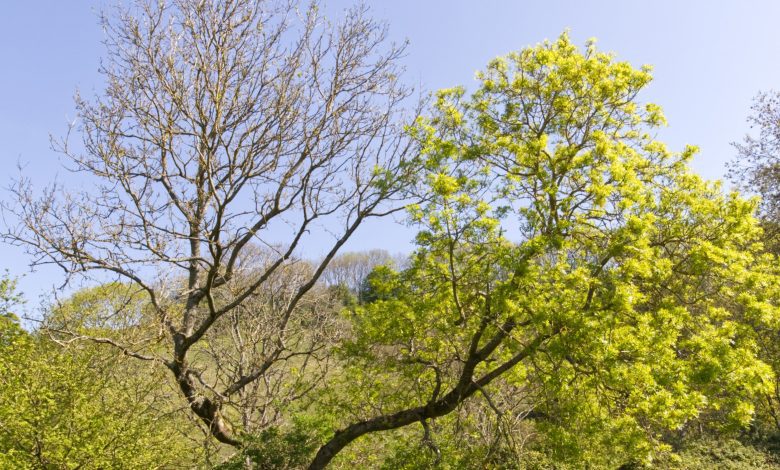 Ash Dieback