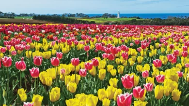 Photo of The Blooming Success: Exploring the Evolution of Tasmanian Agriculture