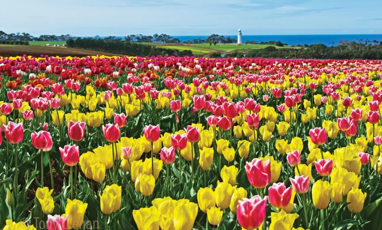 Tasmanian Agriculture