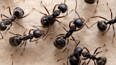 Photo of Ant Invasion in Houses of Forney, Texas: Effective Home Remedies to Keep Ants at Bay